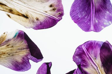 Iris yaprakları yakın çekim