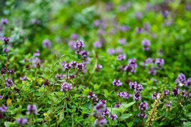 çiçek açan kekik, yakın