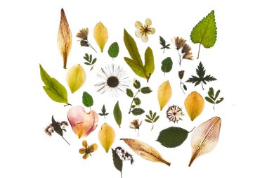 Kuru çiçek beyaz izole