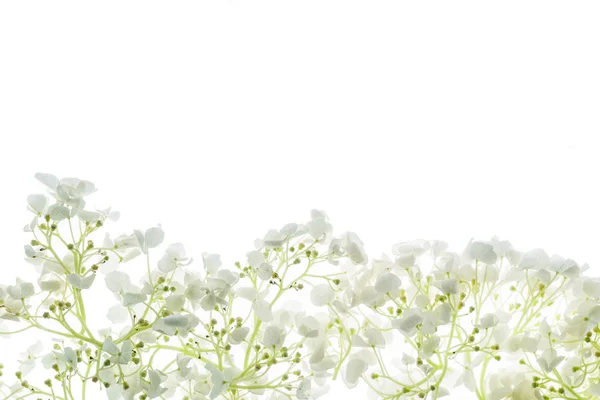 Floral Composition Isolated White — Stock Photo, Image