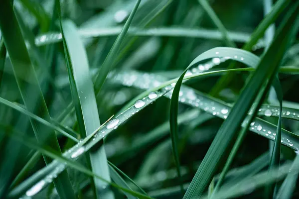 Gras Met Waterdruppels Close — Stockfoto