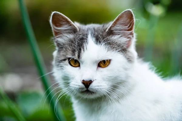 Nice Cat Outdoor Close — Stock Photo, Image