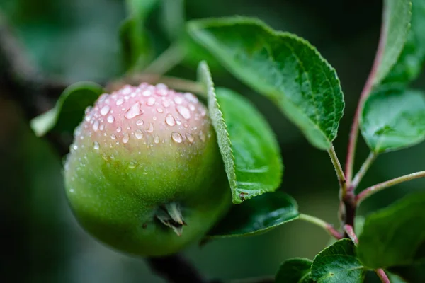 Fresh Apple Garden Close — Stock Photo, Image