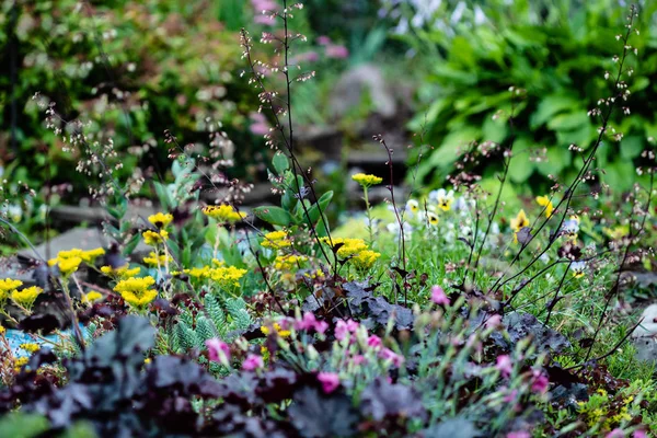 Blumen Garten Aus Nächster Nähe — Stockfoto