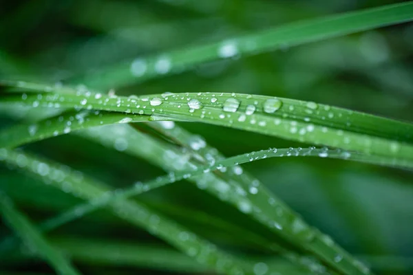 Herbe Avec Gouttes Eau Gros Plan — Photo