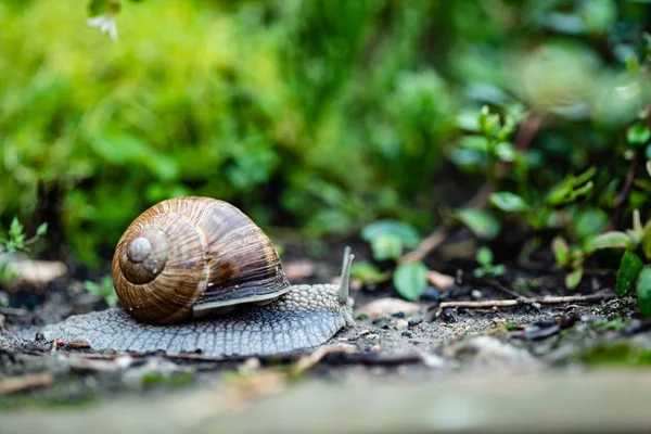 Schnecke Garten Tier — Stockfoto