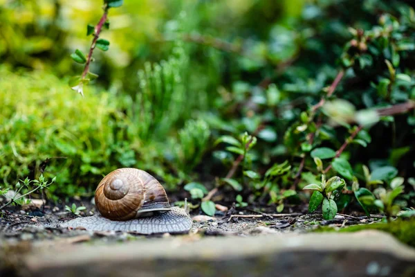 Salyangoz bahçede. hayvan 