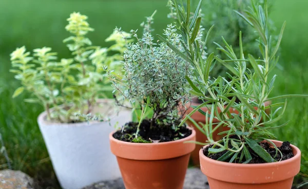 Green Herbs Pots Outdoors — Stock Photo, Image