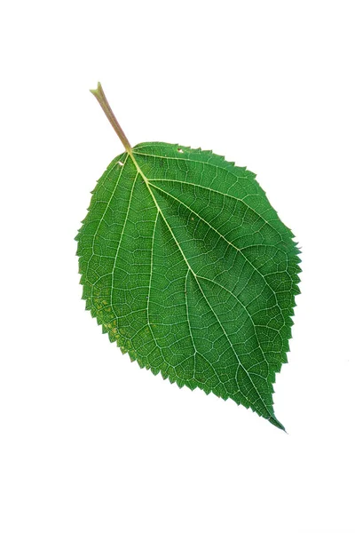 Feuille Isolée Sur Blanc Gros Plan — Photo