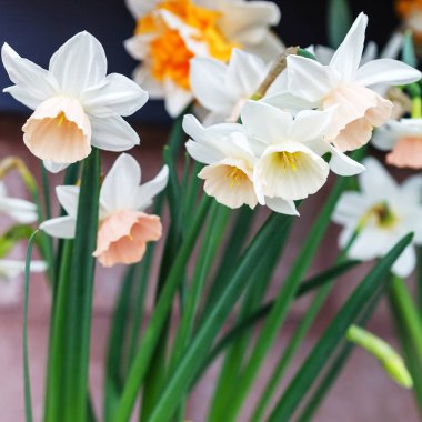 narcissus flowers, close up