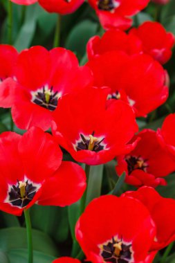 Lale bahar alanında, yakın çekim