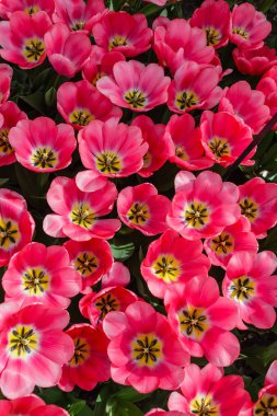 Lale bahar alanında, yakın çekim