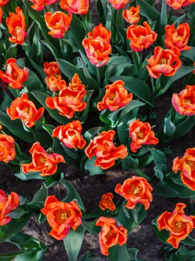 Lale bahar alanında, yakın çekim