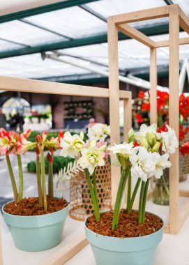 amaryllis çiçek büyüyen, yakın çekim