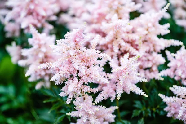 Astilba Blüten Aus Nächster Nähe — Stockfoto