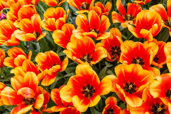 Tulipes Dans Champ Printemps Gros Plan — Photo