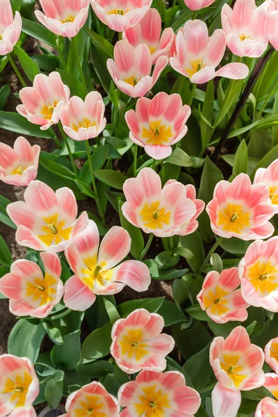 Tulipani Nel Campo Primaverile Vicino — Foto Stock