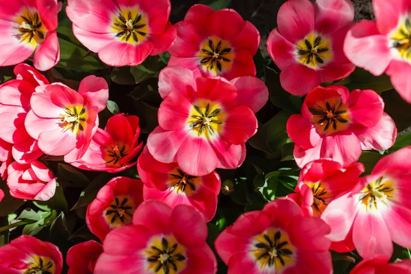 Tulipany Dziedzinie Wiosna Zbliżenie — Zdjęcie stockowe