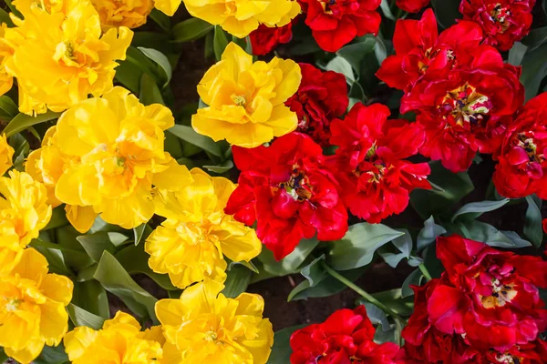 Tulpen Voorjaar Veld Close — Stockfoto