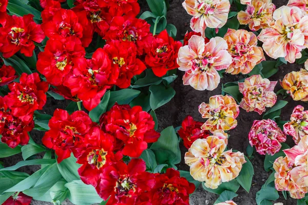 Тюльпаны Весеннем Поле Закрыть — стоковое фото