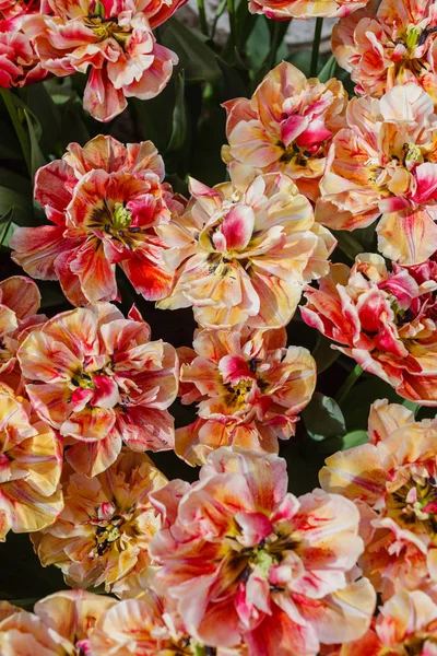 Tulpen Frühlingsfeld Aus Nächster Nähe — Stockfoto