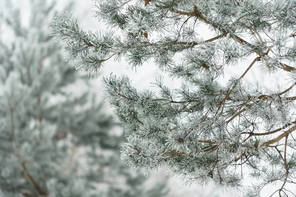 Hiver Dans Parc Faune Nature — Photo