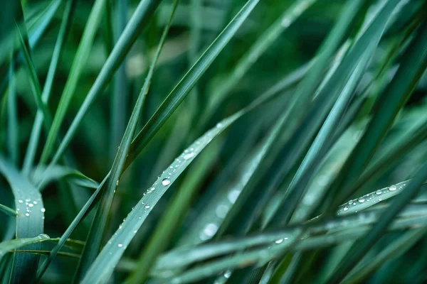 Gras Mit Wassertropfen Nahaufnahme — Stockfoto