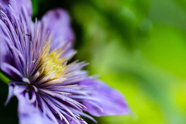 Flowering Purple Clematis Close — Stock Photo, Image