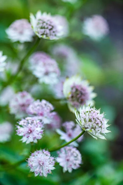 Fiori Rosa Astrantia Vicino — Foto Stock