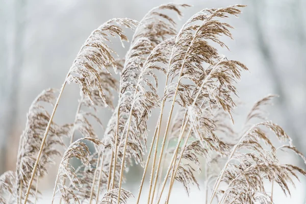 Invierno Parque Plantas Nieve —  Fotos de Stock