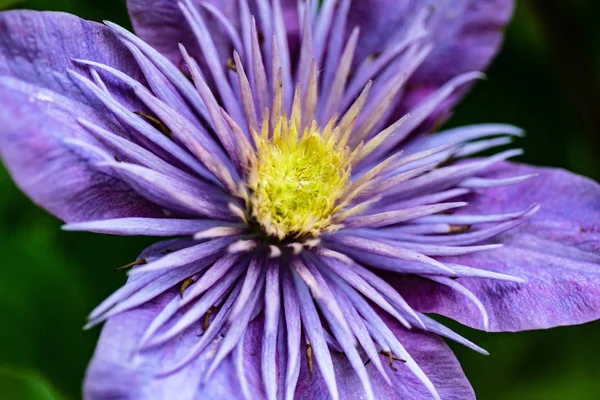 Floração Roxo Clematis Close — Fotografia de Stock