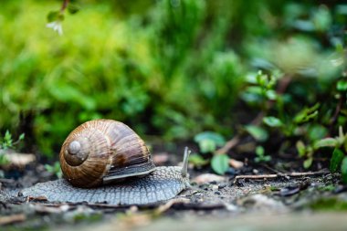 Salyangoz bahçede, yakın çekim