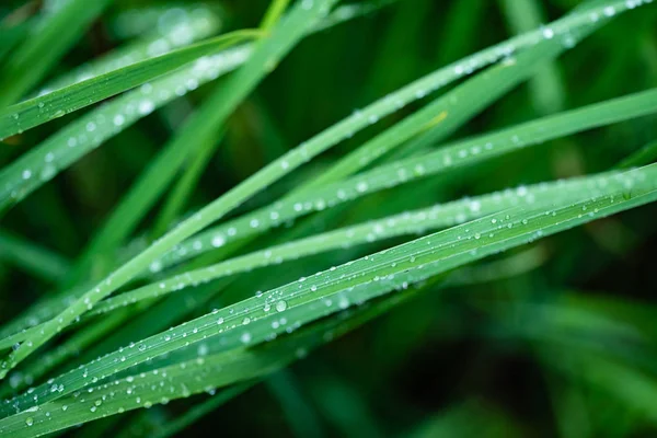 Tráva Kapky Vody Detailní Záběr — Stock fotografie