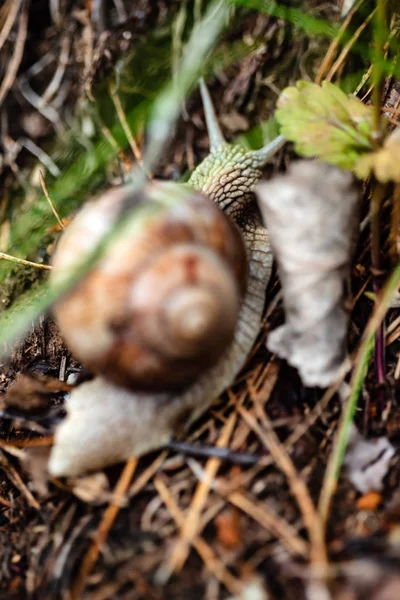 Escargot Dans Jardin Gros Plan — Photo