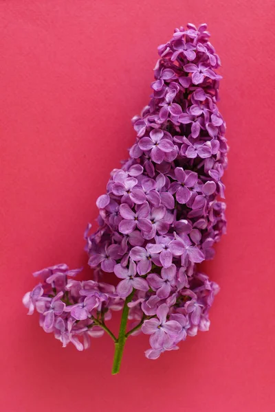 Nice Lilac Flower Close — Stock Photo, Image