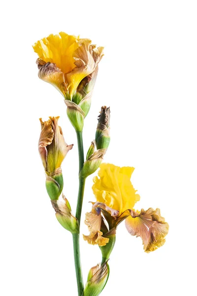 Iris Isoliert Auf Weiß Nahaufnahme — Stockfoto