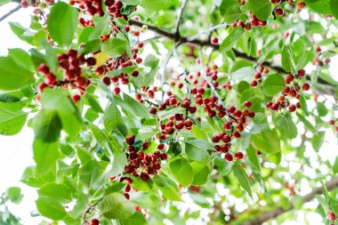 Olgun kirazlar ağaçta