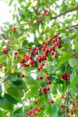 Olgun kirazlar ağaçta