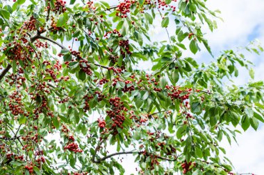 Olgun kirazlar ağaçta
