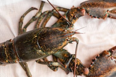 tablo, ham ıstakoz yakın çekim