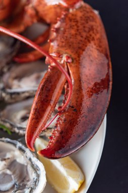 ıstakoz pişmiş, yakın çekim