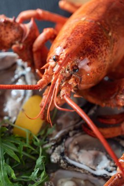 ıstakoz pişmiş, yakın çekim