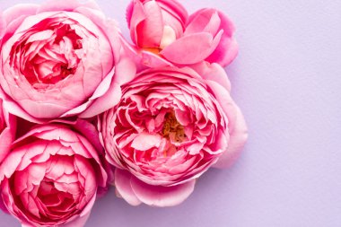 güzel pembe güller, yakın çekim