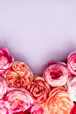 güzel pembe güller, yakın çekim