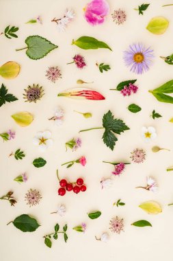 çiçek ve yaprakları yaz, yakın çekim