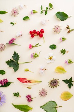 çiçek ve yaprakları yaz, yakın çekim