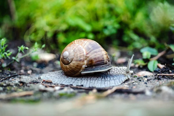 Escargot Dans Jardin Gros Plan — Photo