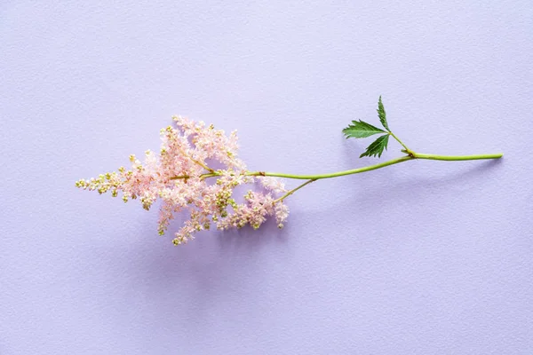 Enda Astilba Blomma Närbild — Stockfoto