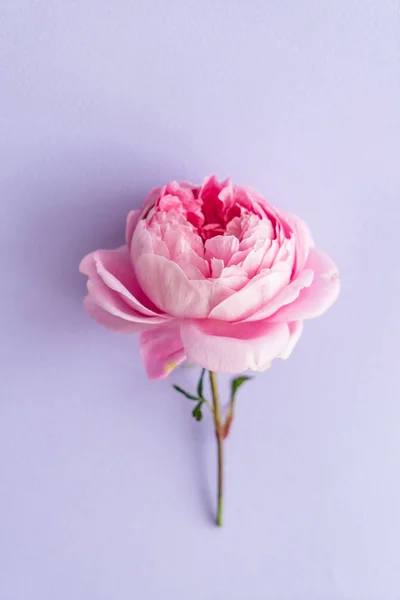 Nice Pink Rose Close — Stock Photo, Image