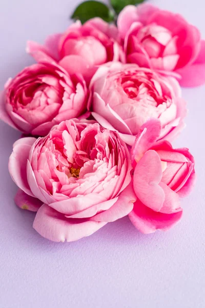 Nice Pink Roses Close — Stock Photo, Image